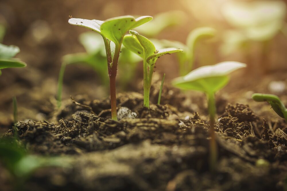 New Life Begins Seedling Reaching to The Sky