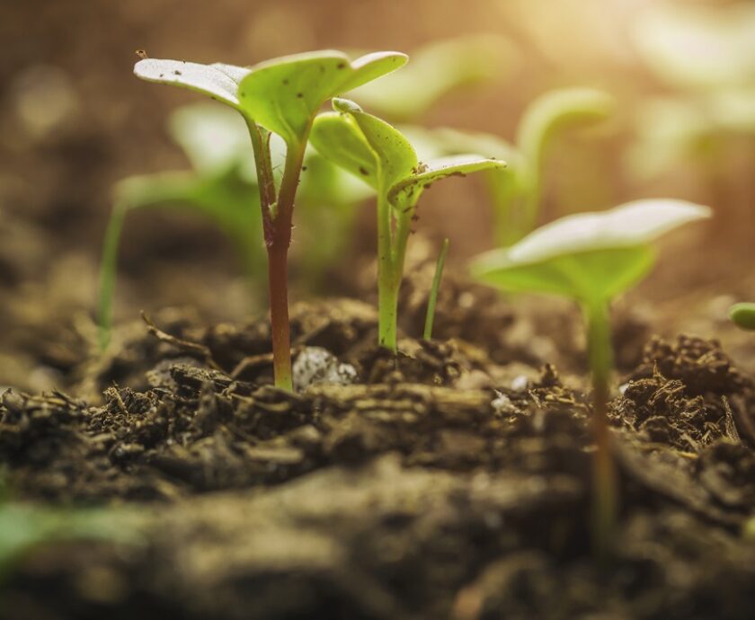 New Life Begins Seedling Reaching to The Sky